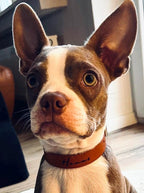 Schlicht & Elegant - robustes Hundehalsband - echtes Sattlerleder - 100% Rindsleder - Handgemacht - Mein Schusterhof