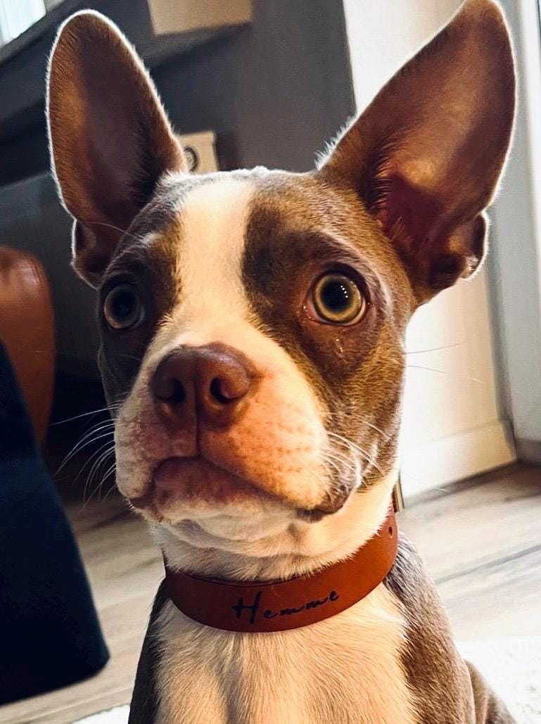 Schlicht & Elegant - robustes Hundehalsband - echtes Sattlerleder - 100% Rindsleder - Handgemacht - Mein Schusterhof
